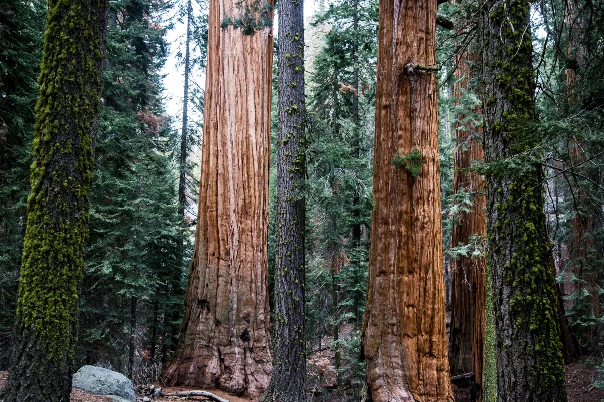 Towering sequoia trees in a national park, standing tall despite their shallow roots