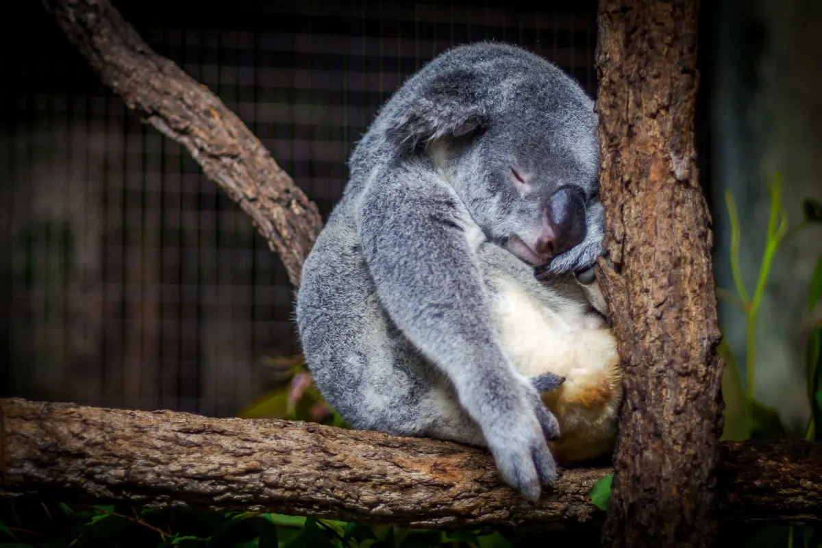A koala sleeping peacefully in a tree